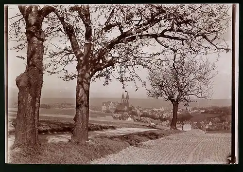 Fotografie Brück & Sohn Meissen, Ansicht Meissen i. Sa., Blick vom Jahnaberg auf Meissen in der Baumblüte