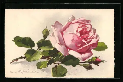 Künstler-AK Catharina Klein: Blühende Rose in rosa