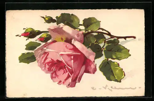 Künstler-AK Catharina Klein: Schöne rosane Rose