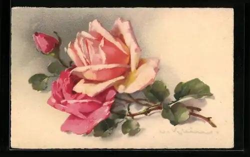 Künstler-AK Catharina Klein: Wunderschöne Rosen in rosa