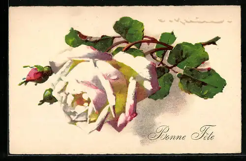 Künstler-AK Catharina Klein: Blühende weisse Rose mit Knospen