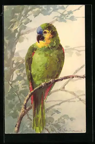 Künstler-AK Catharina Klein: Grüner Papagei auf dem Ast eines Baumes