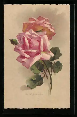 Künstler-AK Catharina Klein: Rosa Rosen mit Knospe