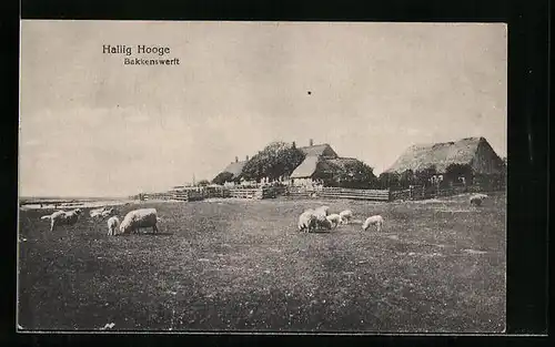 AK Hallig Hooge, Bakkenswerft, Schafherde vor dem Bauernhof