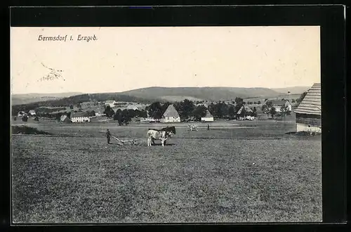 AK Hermsdorf i. Erzgeb., Feld mit Kühen
