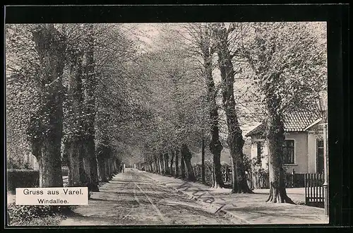 AK Varel, Die von Bäumen gesäumte Windallee
