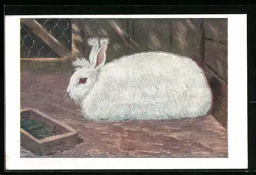 Künstler-AK Angora-Kaninchen, Sammlung von Rassekaninchenbildern