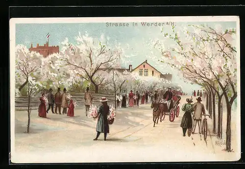 Lithographie Werder /Havel, Strasse zur Kirschblüte