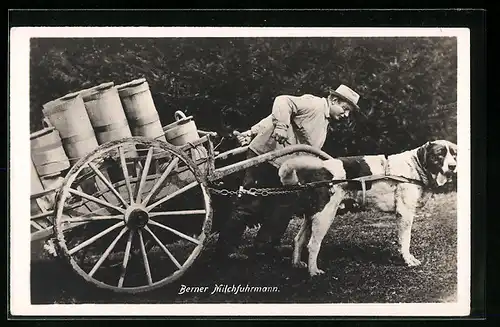 AK Berner Milchfuhrmann mit seinem Hundegespann