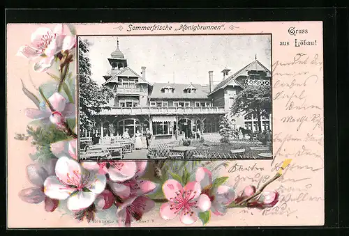 AK Löbau, Gasthaus Honigbrunnen