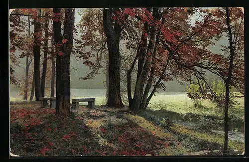 Künstler-AK Photochromie Nr. 2295: Bäume mit Herbstlaub