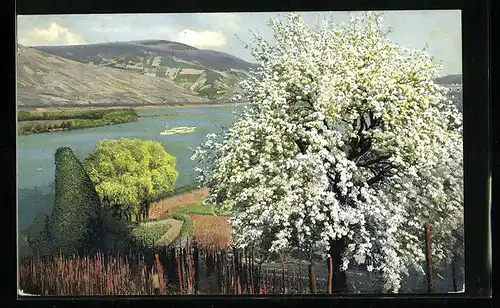 Künstler-AK Photochromie Nr. 2449: Blühender Baum am Fluss