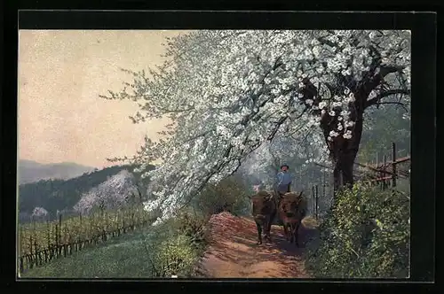 Künstler-AK Photochromie Nr. 2694: Obstblüte in Tirol, Bauer mit Ochsenkarren