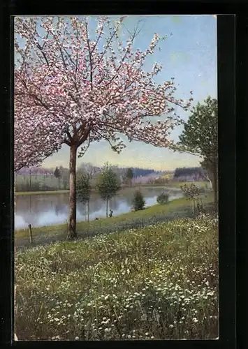 Künstler-AK Photochromie Nr. 3028: Enzisweiler, Bodensee im Frühling