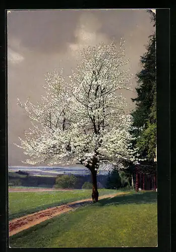 Künstler-AK Photochromie Nr. 4087: Blühender Baum bei aufziehendem Unwetter