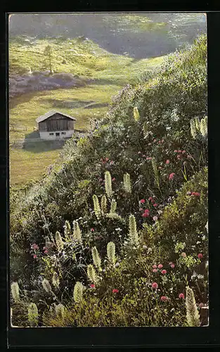 Künstler-AK Photochromie Nr. 523: Bergwiese mit Campanula thyrsoidea