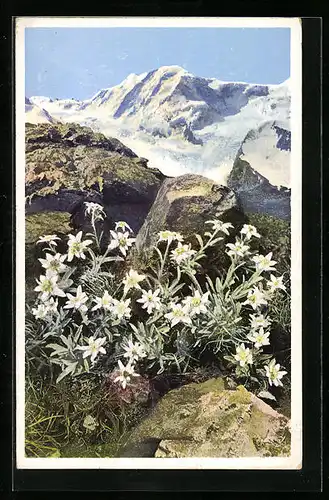 Künstler-AK Photochromie Nr. 1506: Zermatt, Gorner Grat, Leontopodium alpinum (Edelweiss)