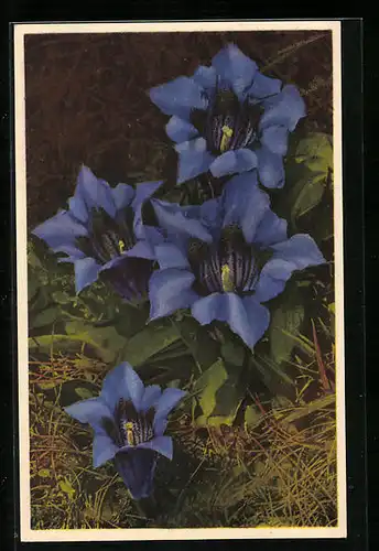 Künstler-AK Photochromie Nr. 1869: Grossblütiger Enzian