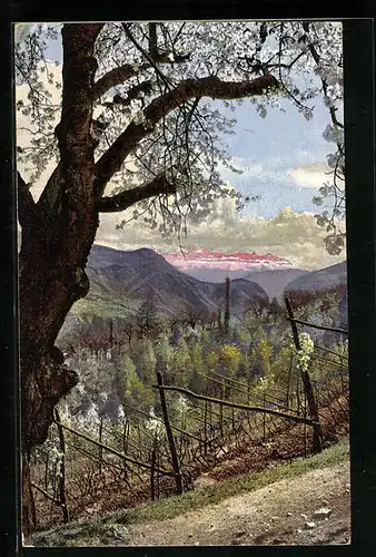 Künstler-AK Photochromie Nr. 2725: Blühender Baum und Weinfeld in Süd-Tirol