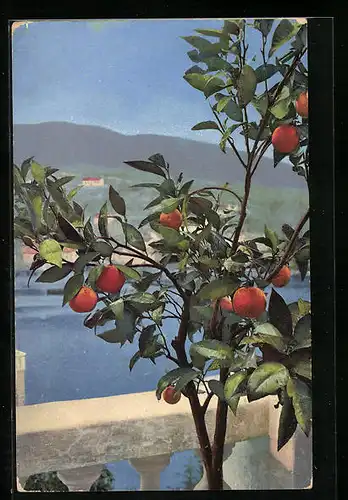 Künstler-AK Photochromie Nr. 531: Früchte am Baum vor einem See