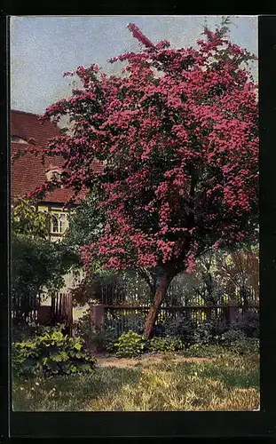 Künstler-AK Photochromie Nr. 4118: Baum mit roten Blüten vor einem Haus