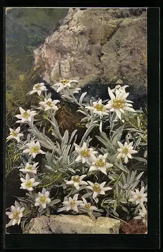 Künstler-AK Photochromie Nr. 1209: Edelweiss zwischen Felsen