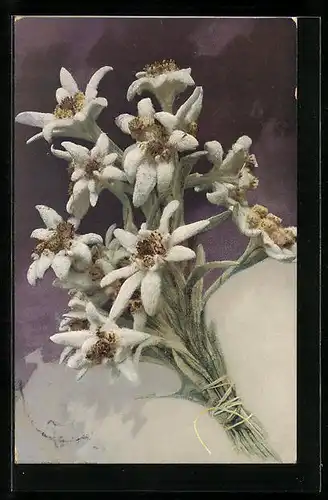 Künstler-AK Photochromie Nr. 722: Ein Strauss mit Edelweiss