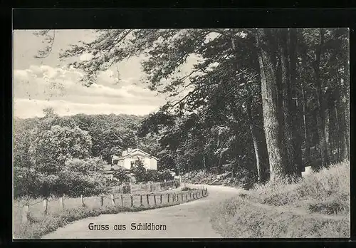 AK Berlin-Grunewald, Ortspartie mit Wald
