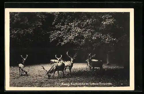 AK Lainz, Äsende Hirsche im Tiergarten