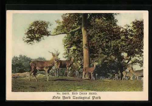 AK New York, Red Deer Herd, Zoological Park