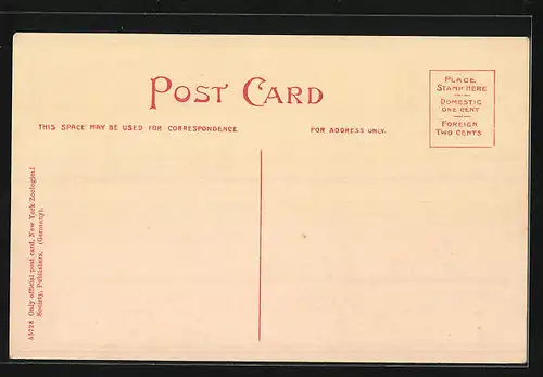 AK New York, Red Deer Herd, Zoological Park