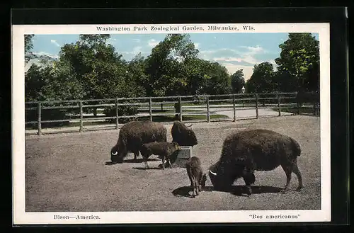 AK Milwaukee, Wis., Amerikanische Bisons im Zoo