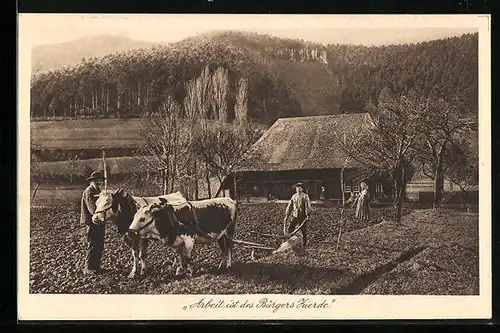 AK Bauern mit Kuh-Gespann bei der Feldarbeit