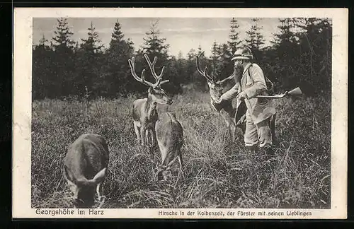 AK Georgshöhe /Harz, Förster und Hirsche in der Kolbenzeit