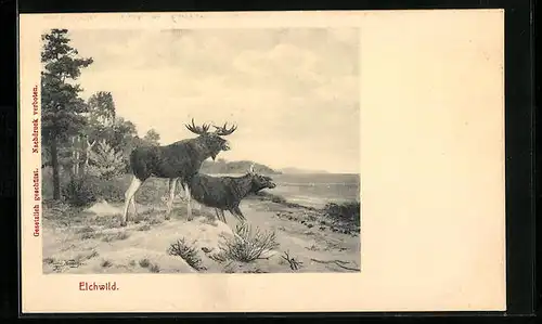 AK Elchwild an einem Gewässer