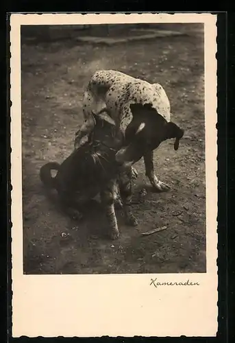 AK Hund und Katze als Kameraden