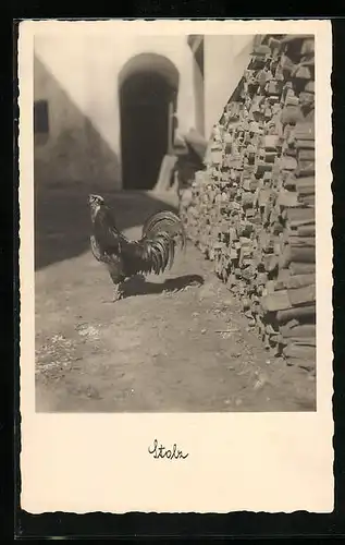 AK Stolzer Hahn in einem Hof