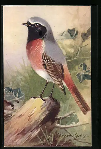 AK Gimpel auf einem Baumstumpf