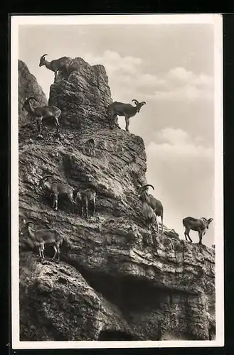 AK Mähnenschafe im Hochgebirge