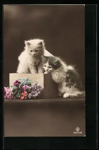 AK Zwei junge Katzen in einerm Kistchen