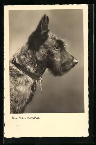 AK Ein Schwerenöter, Terrier-Portrait