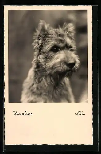 AK Portrait eines jungen Schnauzers