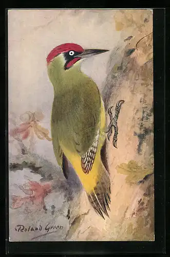 AK Grünspecht an einem Baumstamm