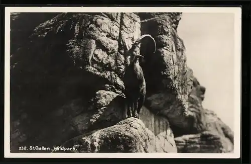 AK St. Gallen, Wildpark, Gemse auf Felsen