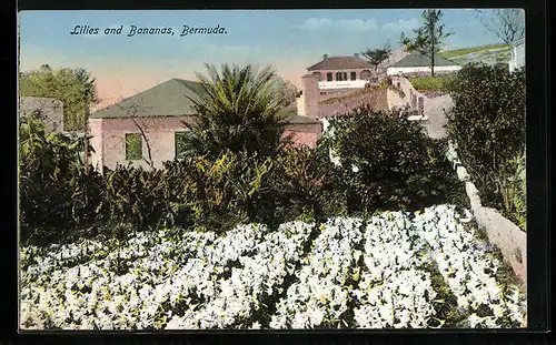 AK Bermuda, Lilies and Bananas