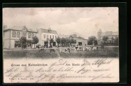 AK Kaltenkirchen, Am Markt mit weidenden Kühen