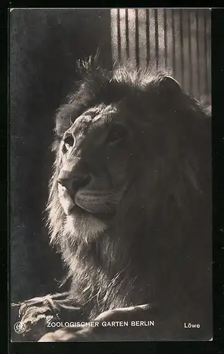 AK Berlin, Majestätischer Löwe im Zoo