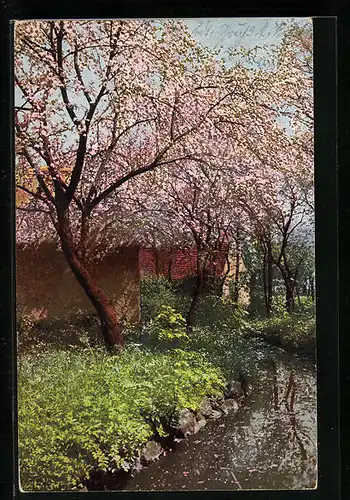 Künstler-AK Photochromie Nr. 2176: Blühende Kirschbäume an einem Bach