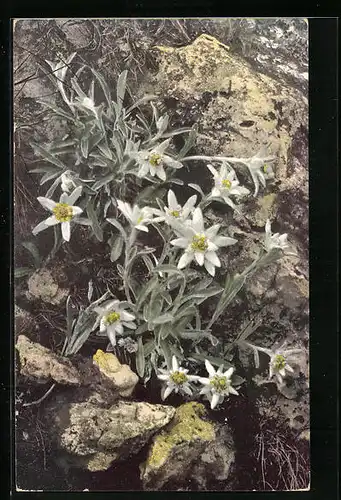 Künstler-AK Photochromie Nr. 446: Felspartie mit Edelweiss