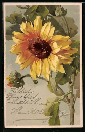 Künstler-AK Catharina Klein: Sonnenblume mit Knospen